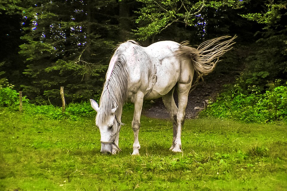 Horses animal nature