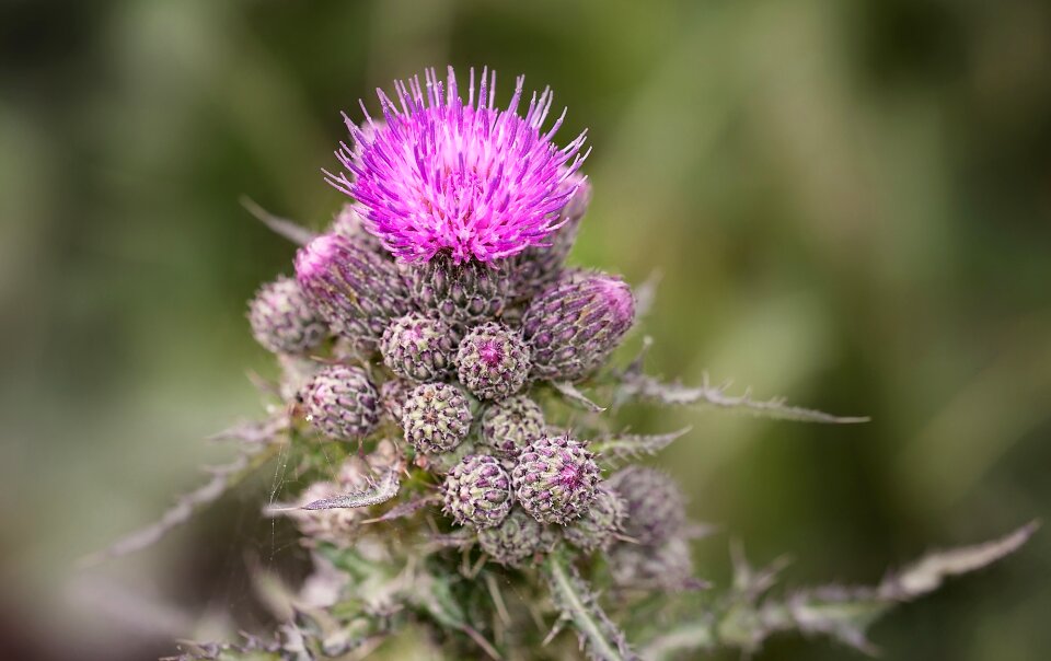 Bloom pink nature
