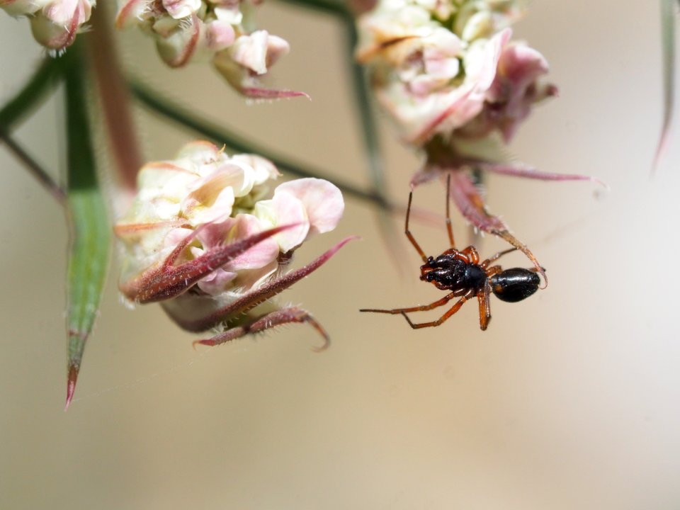 Zwergspinnen / Erignonae?