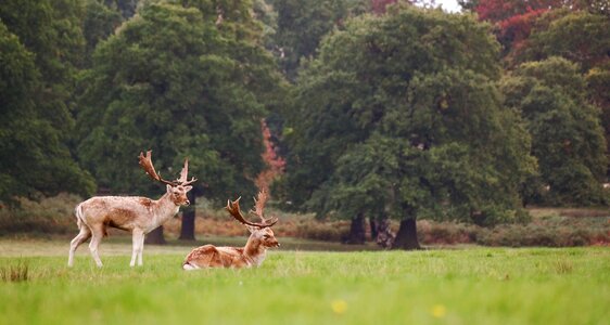 Wildlife horns hunting