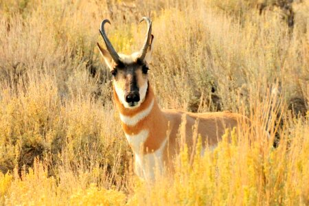 Nature wildlife animal