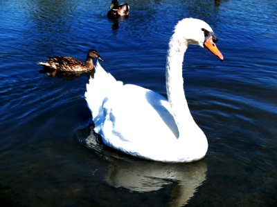 Swan photo