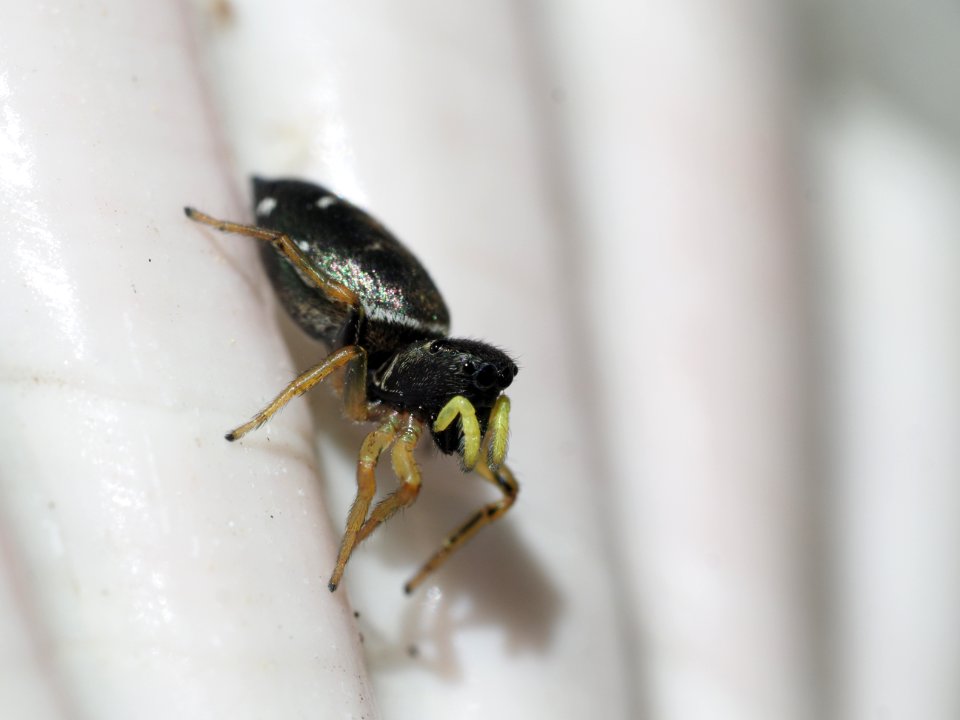 Kupfrige Sonnenspringspinne (f)
