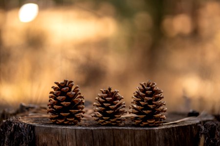 Pinecones photo