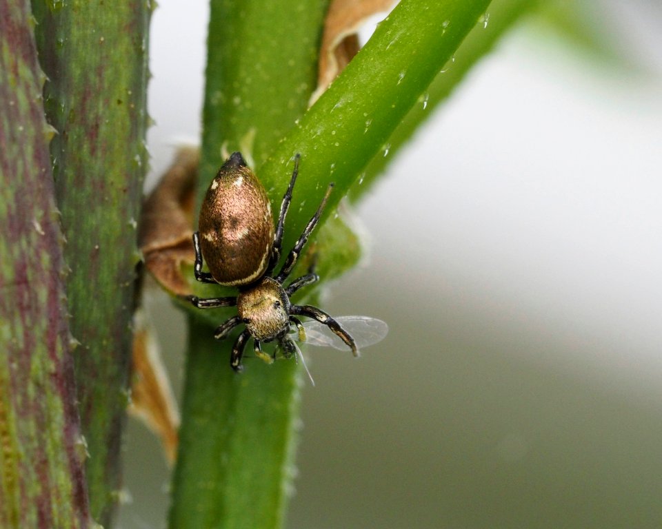 Heliophanus aeneus (f)