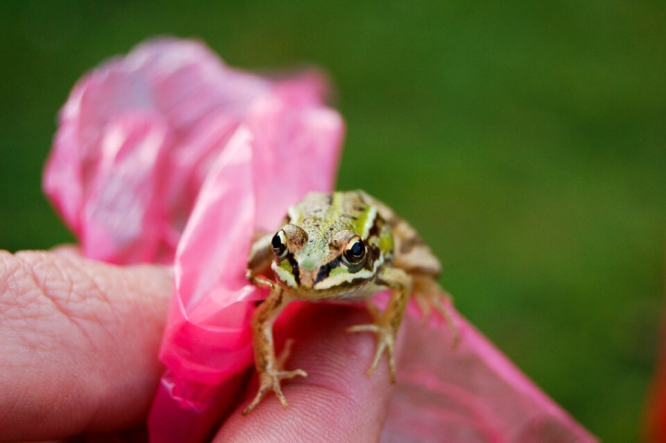 Frog young frog run
