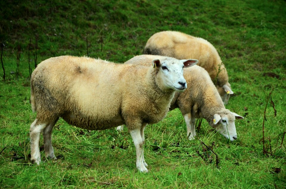 Livestock graze animal