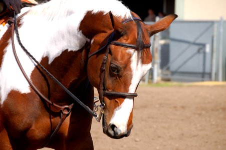 Paint Horse