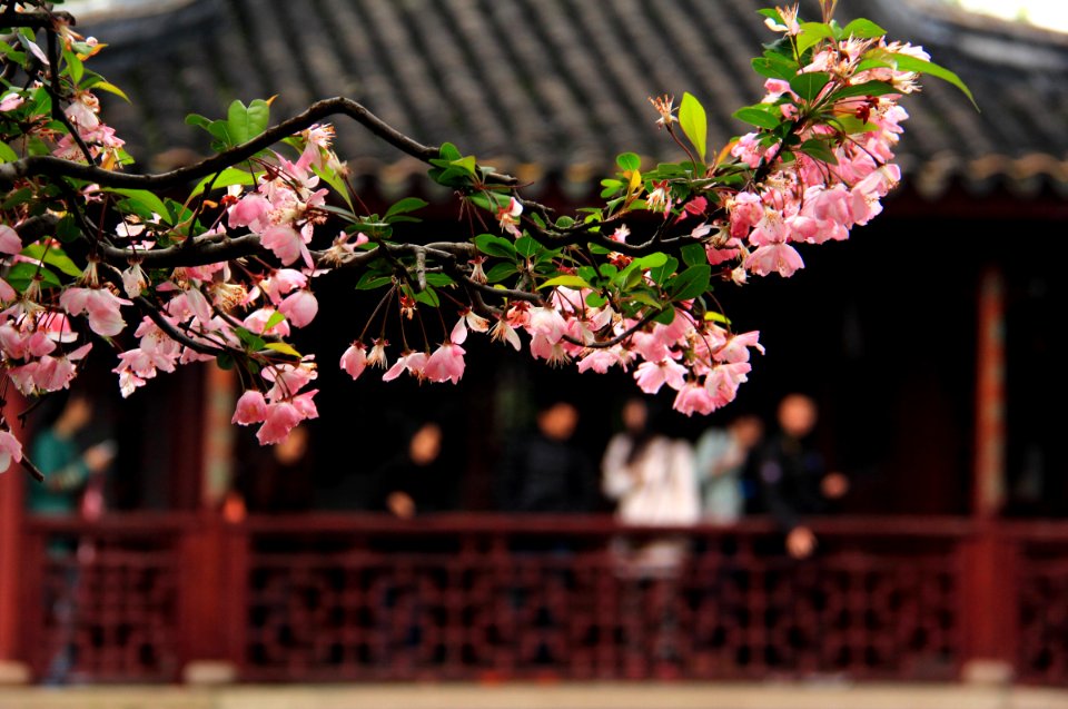 蘇州 網師園(春) The Master-of-Nets Garden, Suzhou China 20150406 26