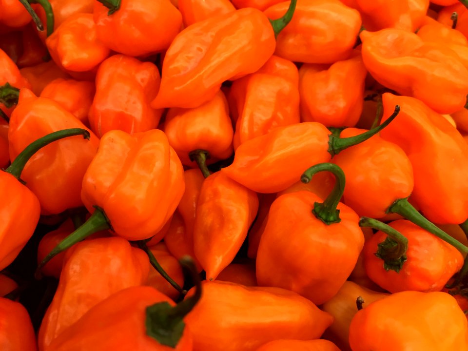Orange Habanero Peppers