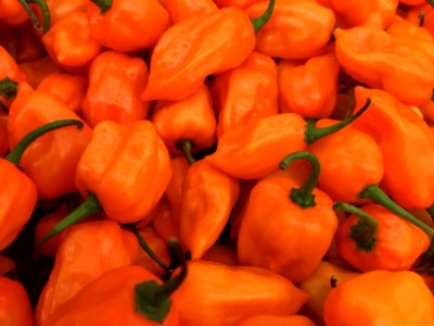 Orange Habanero Peppers