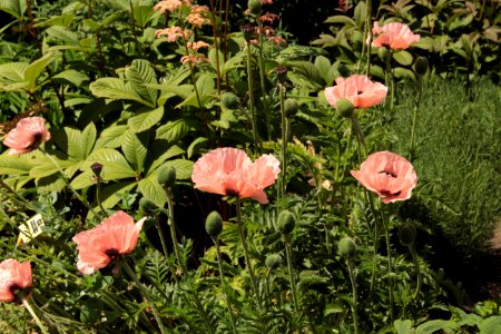 papaver orientale prinzessin viktoria luise photo