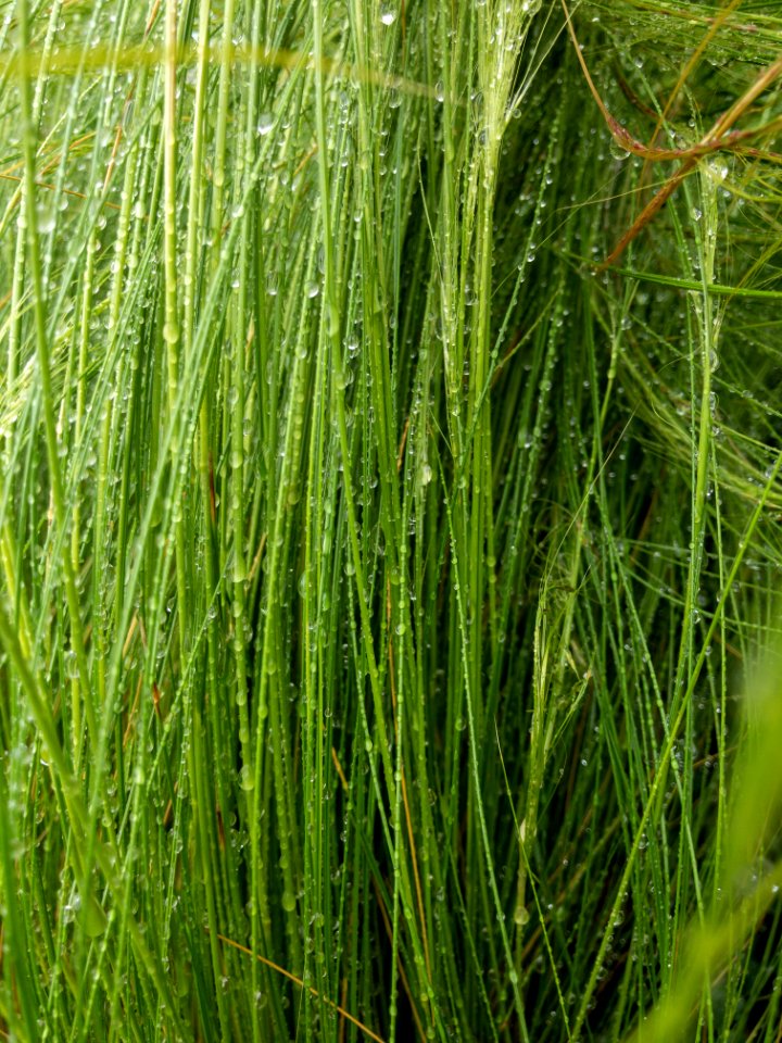 Wet Mexican feather grass