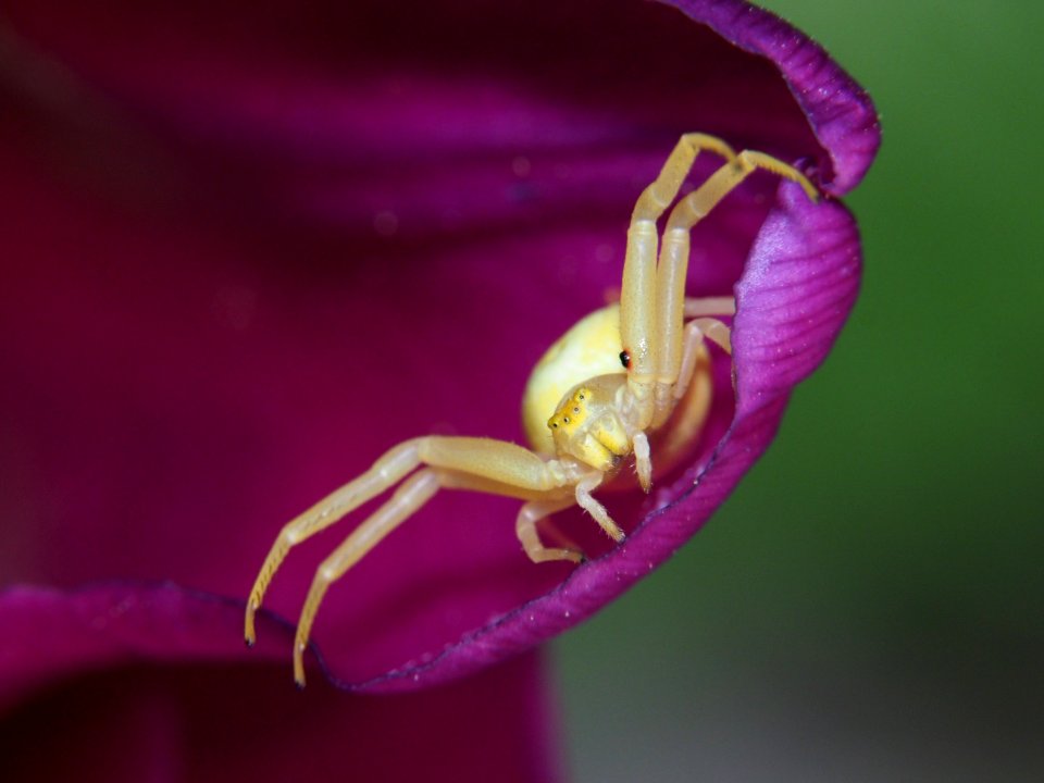 Veränderliche Krabbenspinne