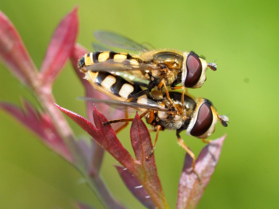 Schwebfliegen-Paarung