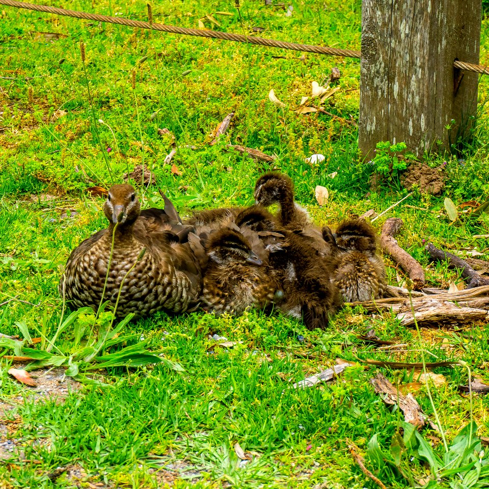 Australian wood duck