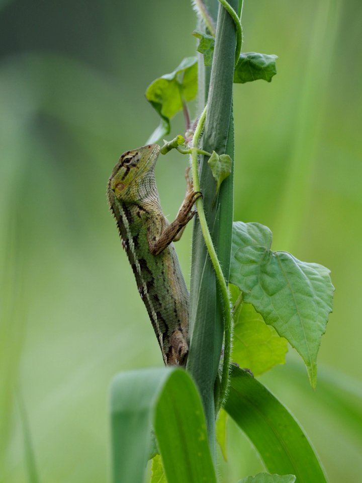 Lizard