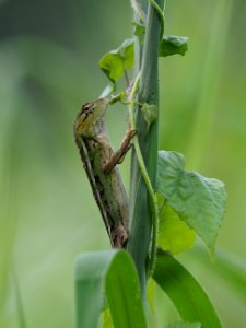 Lizard