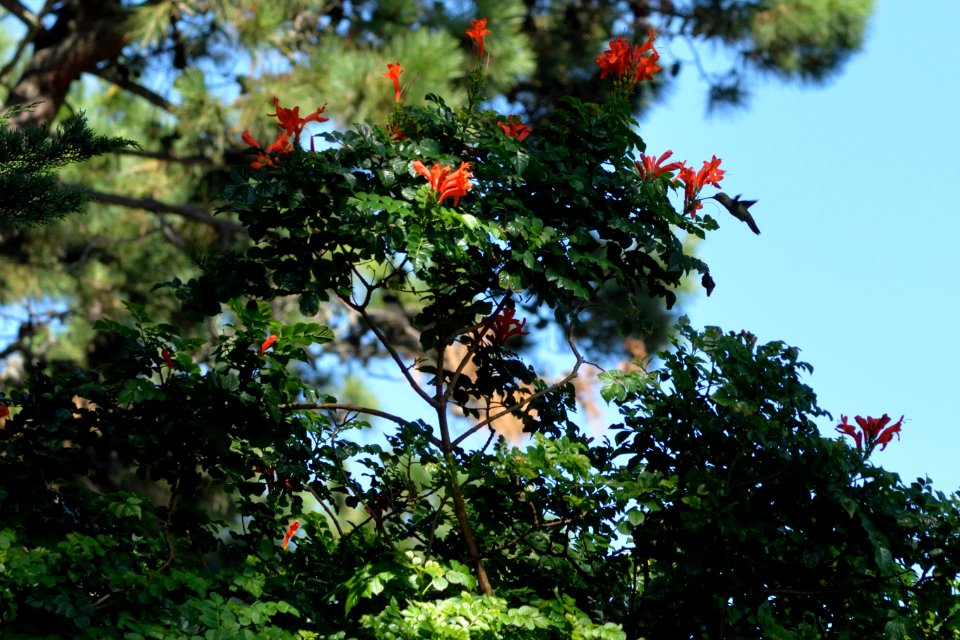 Picaflor. Colibrí. Punta del Este
