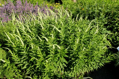 Veronicastrum sibiricum Spring Dew