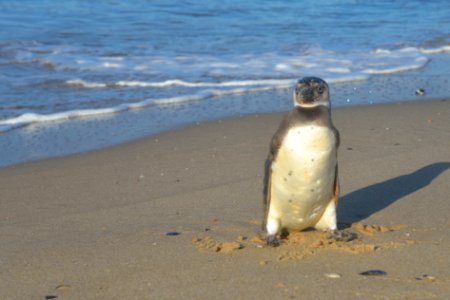 Pinguino en Jose Ignacio. Uruguay photo