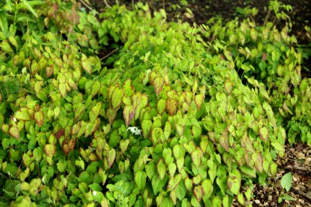 Epimedium Creeping Yellow
