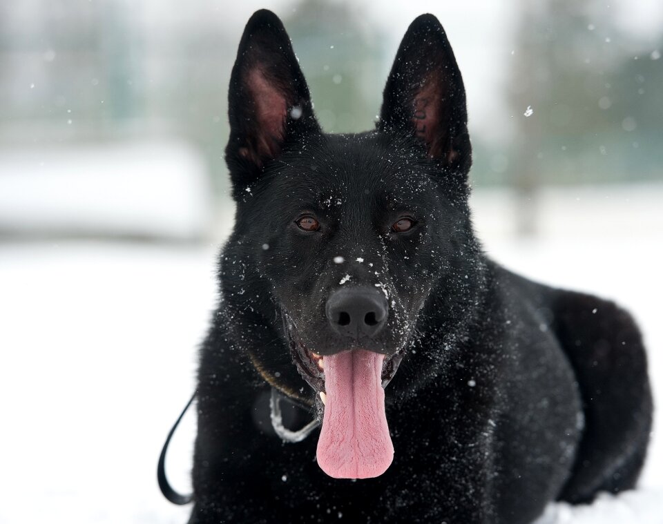 Flakes canine portrait