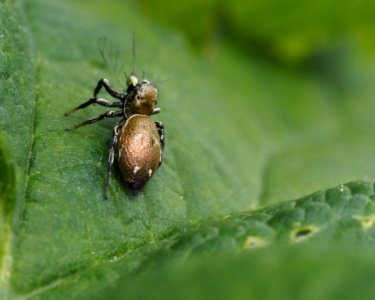 Heliophanus aeneus (f) photo