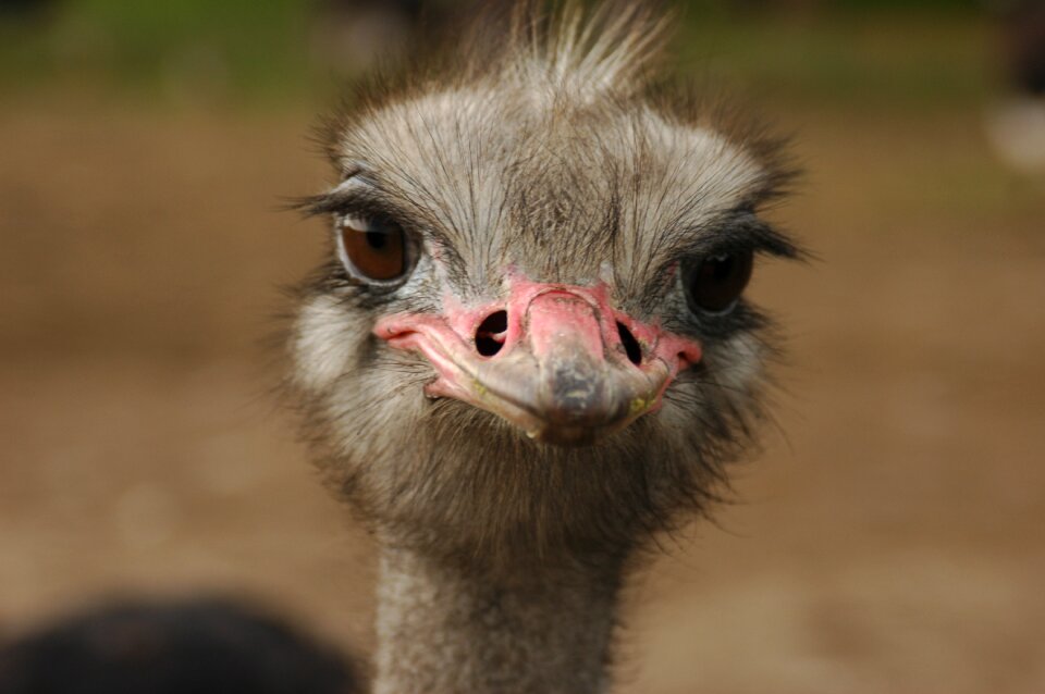 Beak neck flightless