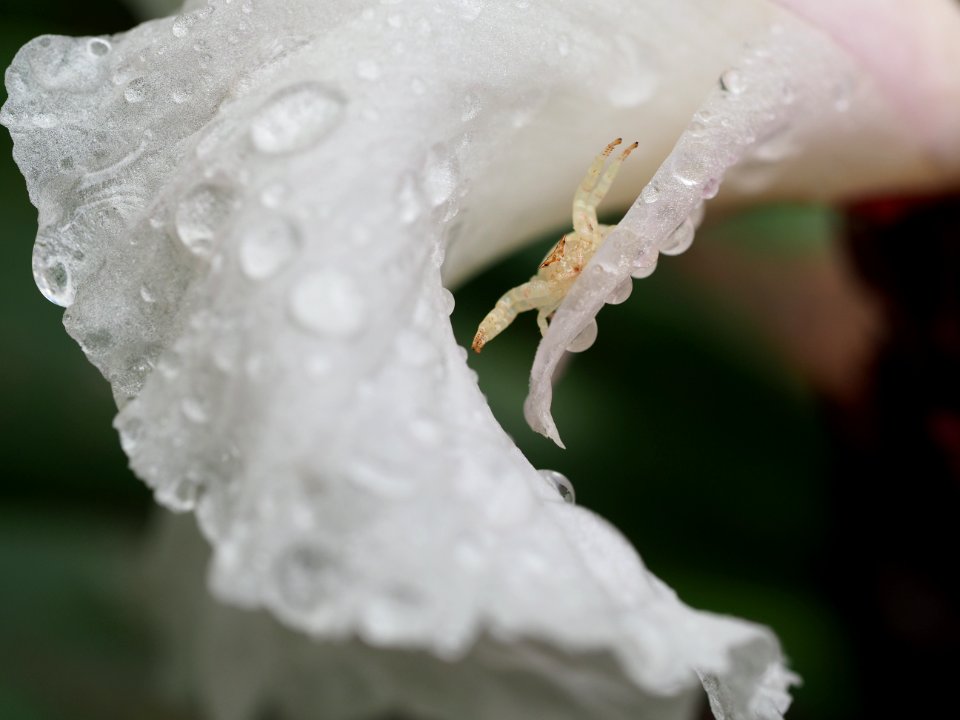 Crab spider