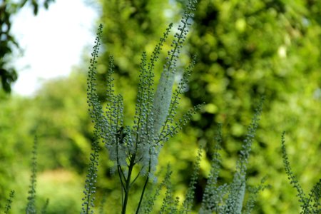 actaea racemosa