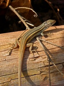 Lizard sargantana trunk