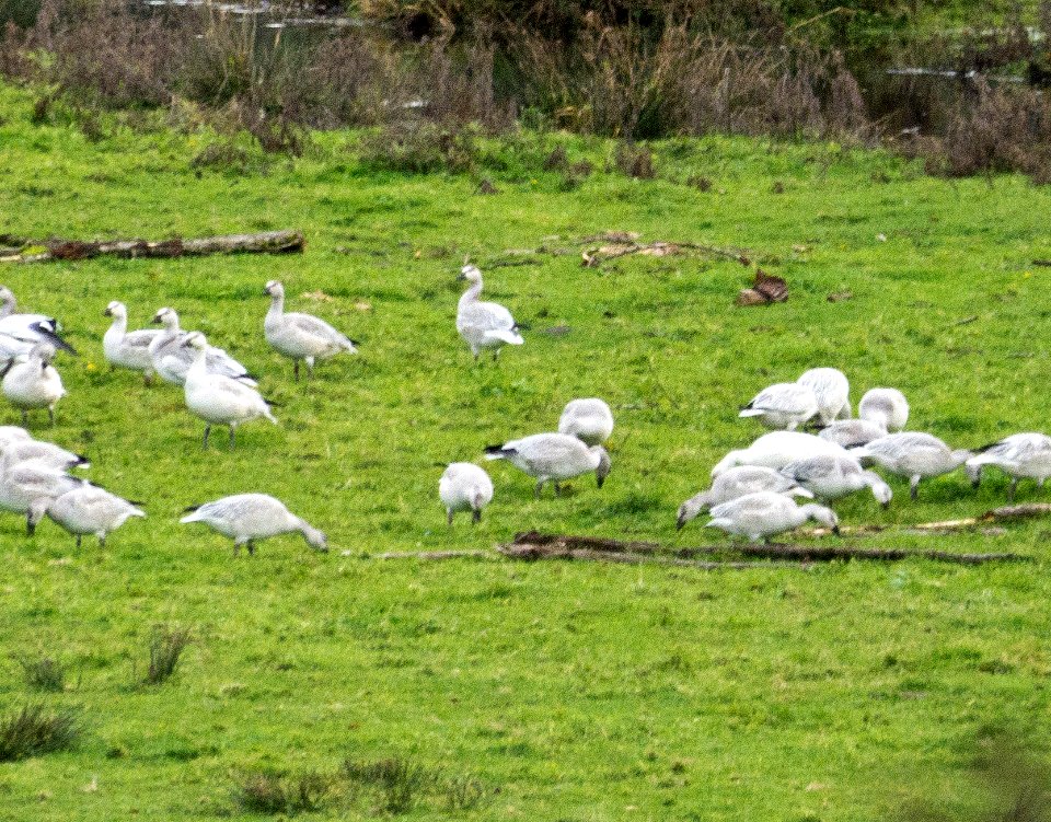 Snow Geese