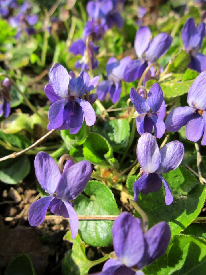 English violet common violet florist's violet