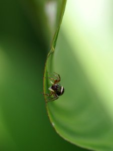 Jumping spider photo