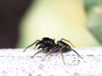 Kupfrige Sonnenspr)ingspinne (m)