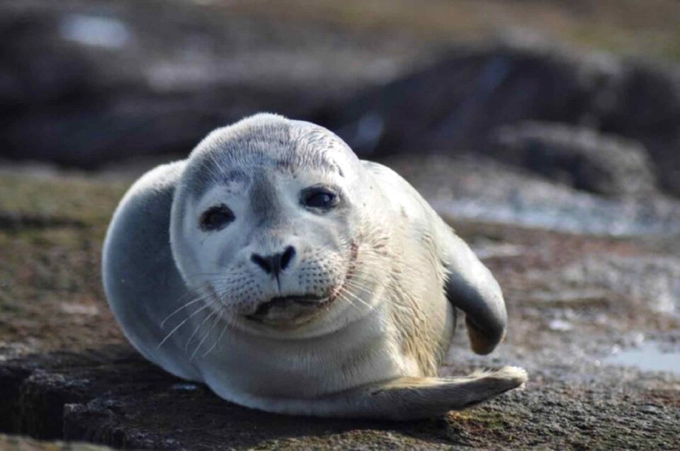 Ocean wildlife water