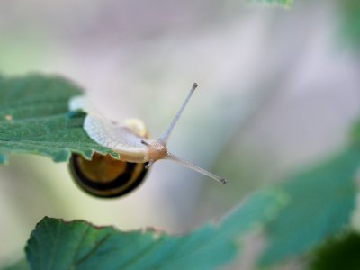 nosy snail