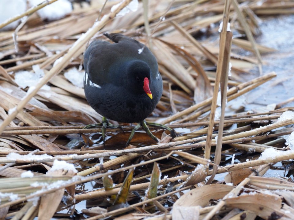 Teichralle / Teichhuhn