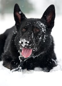 Flakes canine portrait
