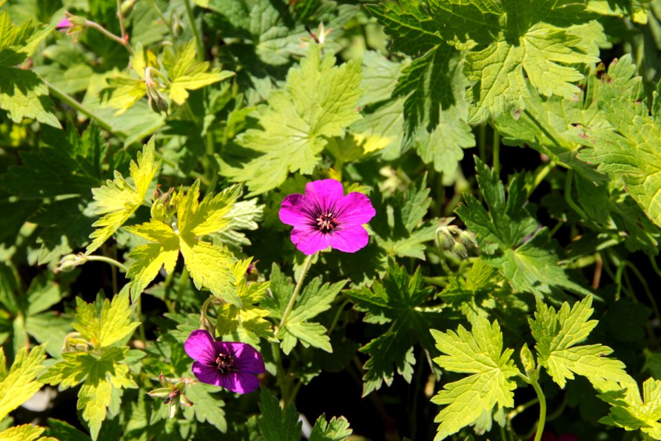 geranium