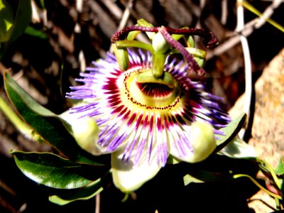 Passiflora caerulea de Vilanova
