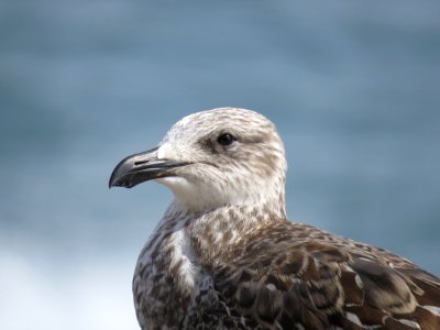 Young seagull (Gaviota Dominicana) photo
