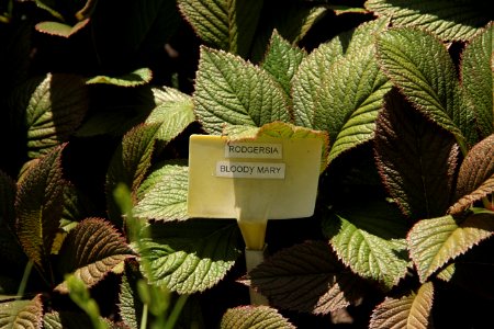rodgersia bloody mary