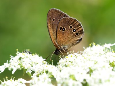 Dunkler Waldvogel