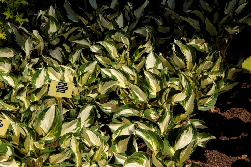 hosta fire and ice