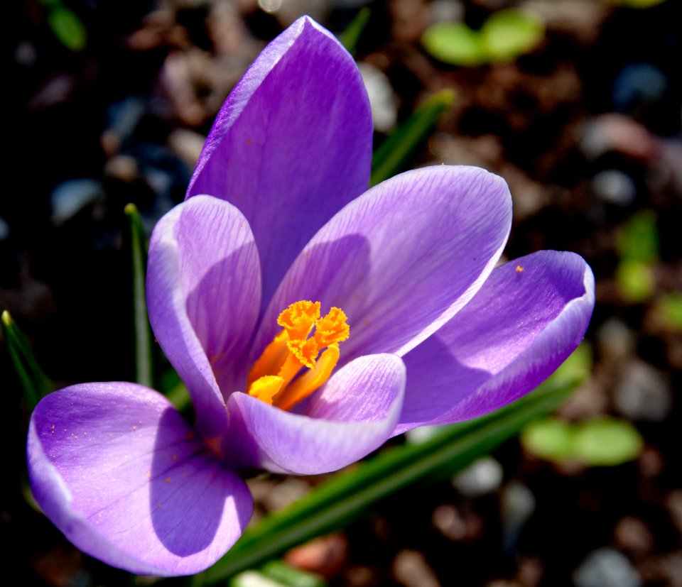 Krokus