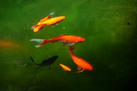 Goldfish fish water photo