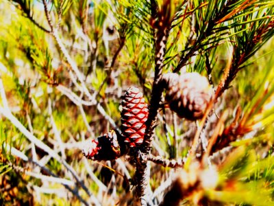 Mediterranean Pinecone