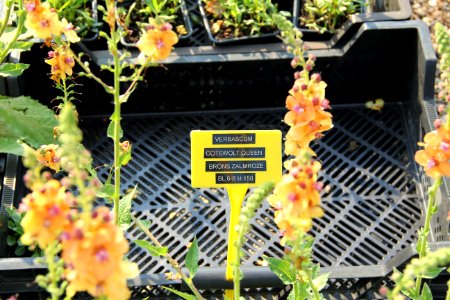 verbascum cotswolt Queen